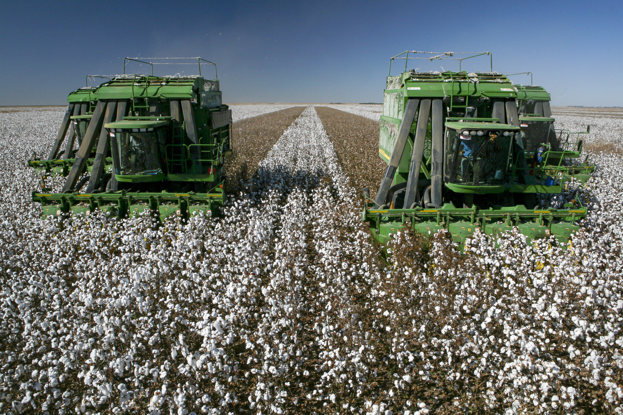 Harvesting cotton field by Leila Melhado via iStock